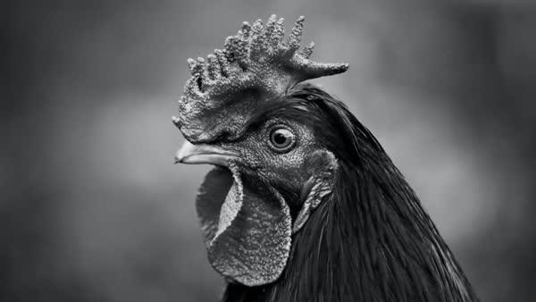 Ghana Highlife: Vintage to Modern