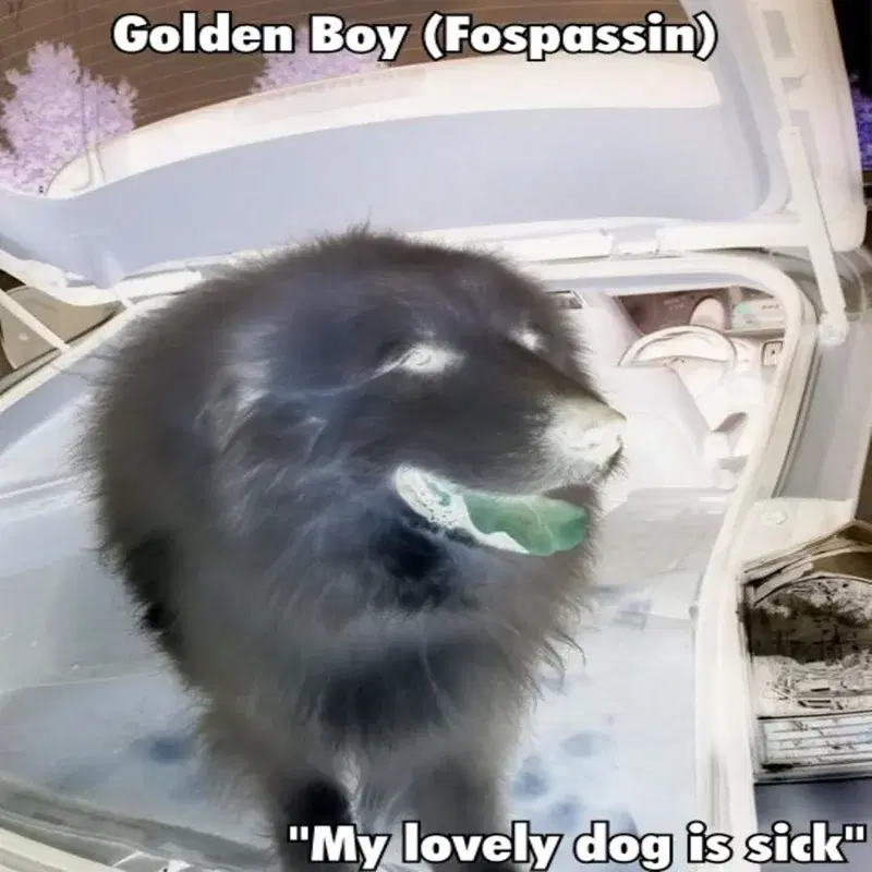 My Lovely Dog Is Sick